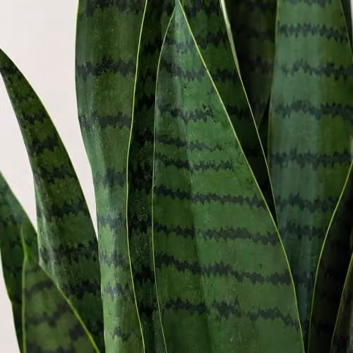 LeafUK Green Artificial Sansevieria Tropical Snake Plant Potted Tabletop Green Plant – 2