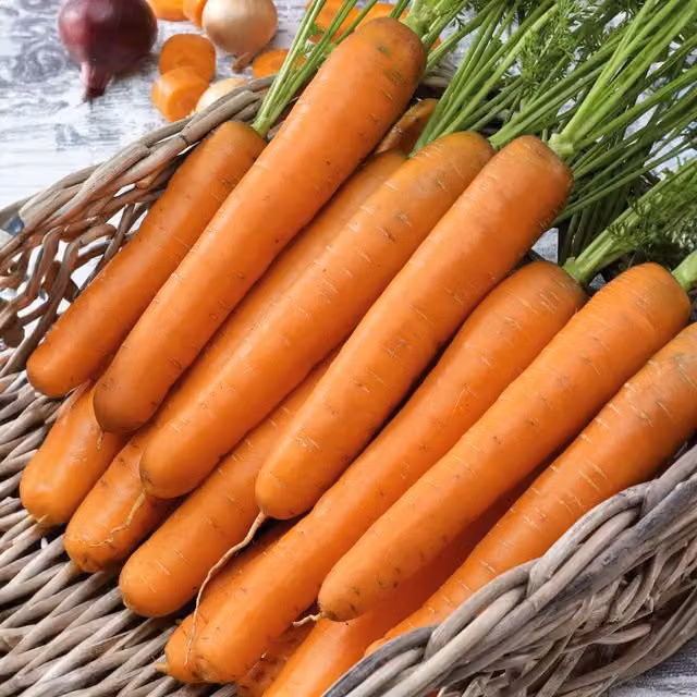 Marshalls Nantes 2 Carrot Seeds, Early and Fast-Maturing Sweet Variety, 1 g