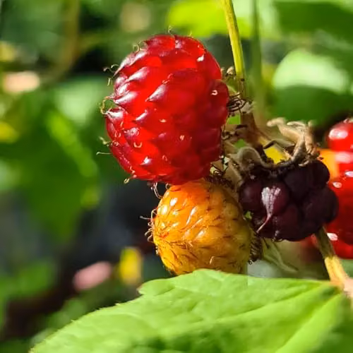 Thompson & Morgan Rubus Hararasp Raspberry Tree, 2 x 5 Litre Potted Plants – 4