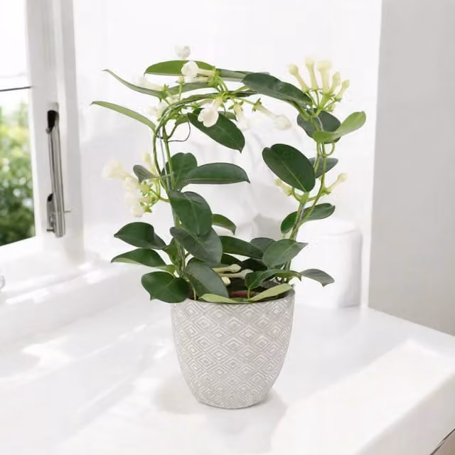 Plants by Post Stephanotis Jasmine Hoop Fragrant White Indoor Flowering Plant in a White Ceramic Pot