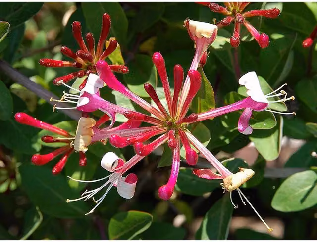 Direct Plants Mixed Large Red Honeysuckle Climbing Plant Selection Pack, 6 x 91.44 cm Tall