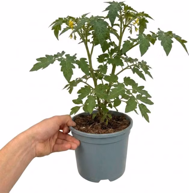 Plants by Post Green Rose Press Garden Shrub