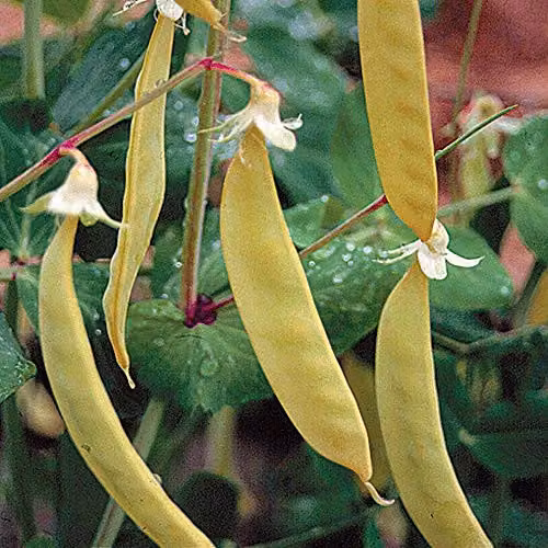 Thompson and Morgan Golden Sweet Mangetout Pea Hardy Annual Vegetable Seeds, Yellow – 1