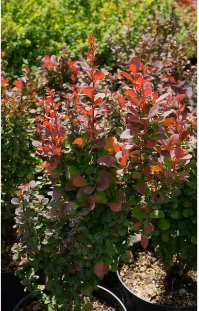 Direct Plants Berberis Red Pillar Japanese Barberry Ornamental Garden Shrub, Pack of 3, Red