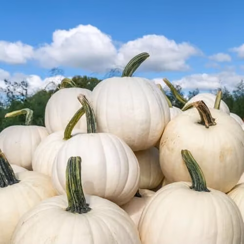 Thompson & Morgan White Pumpkin Snowman Seeds, 8 Seeds per Packet – 1