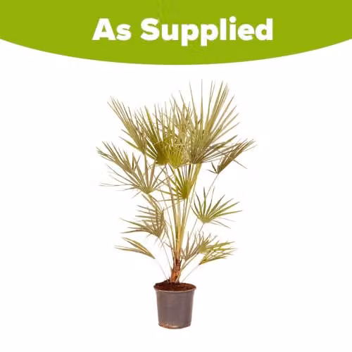 YouGarden Hardy Fan Palm Chamaerops humilis, Green Ornamental Tree in 20cm Pot, 60-80cm Tall – 4