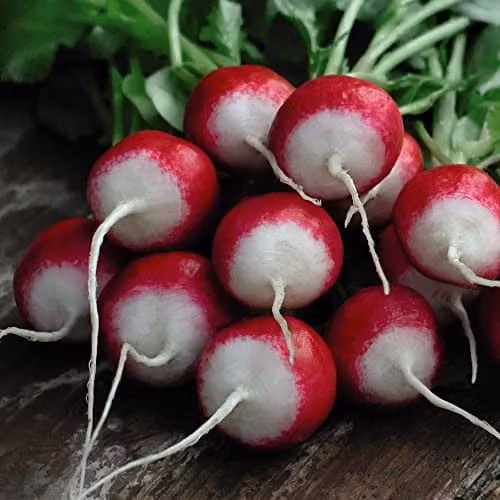 Thompson and Morgan Poloneza Heritage Radish Seeds, 1 Packet (Approx. 500 Seeds + 25% Extra Free)
