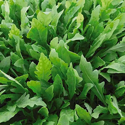 Thompson & Morgan Wildfire Rocket Seeds, Hardy Perennial Vegetable Garden Seeds, 1 Packet