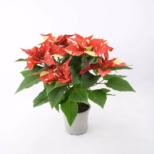Plants by Post Red Euphorbia Flowering Indoor Christmas Plant