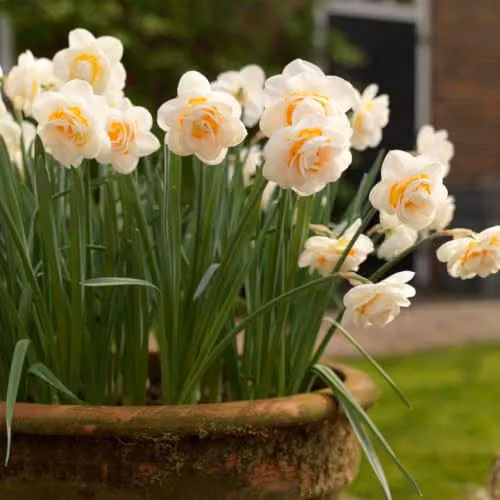 YouGarden Narcissus Bridal Crown Fragrant White Double Daffodil Bulbs, 30 Bulbs – 5