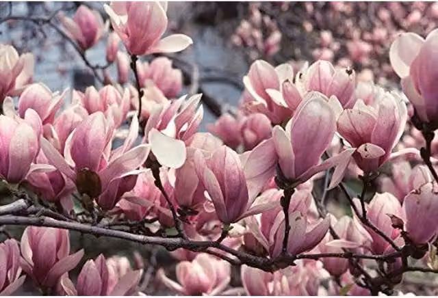 Direct Plants Magnolia Soulangeana Fragrant Deciduous Ornamental Tree, 3L, Green, Pink and White