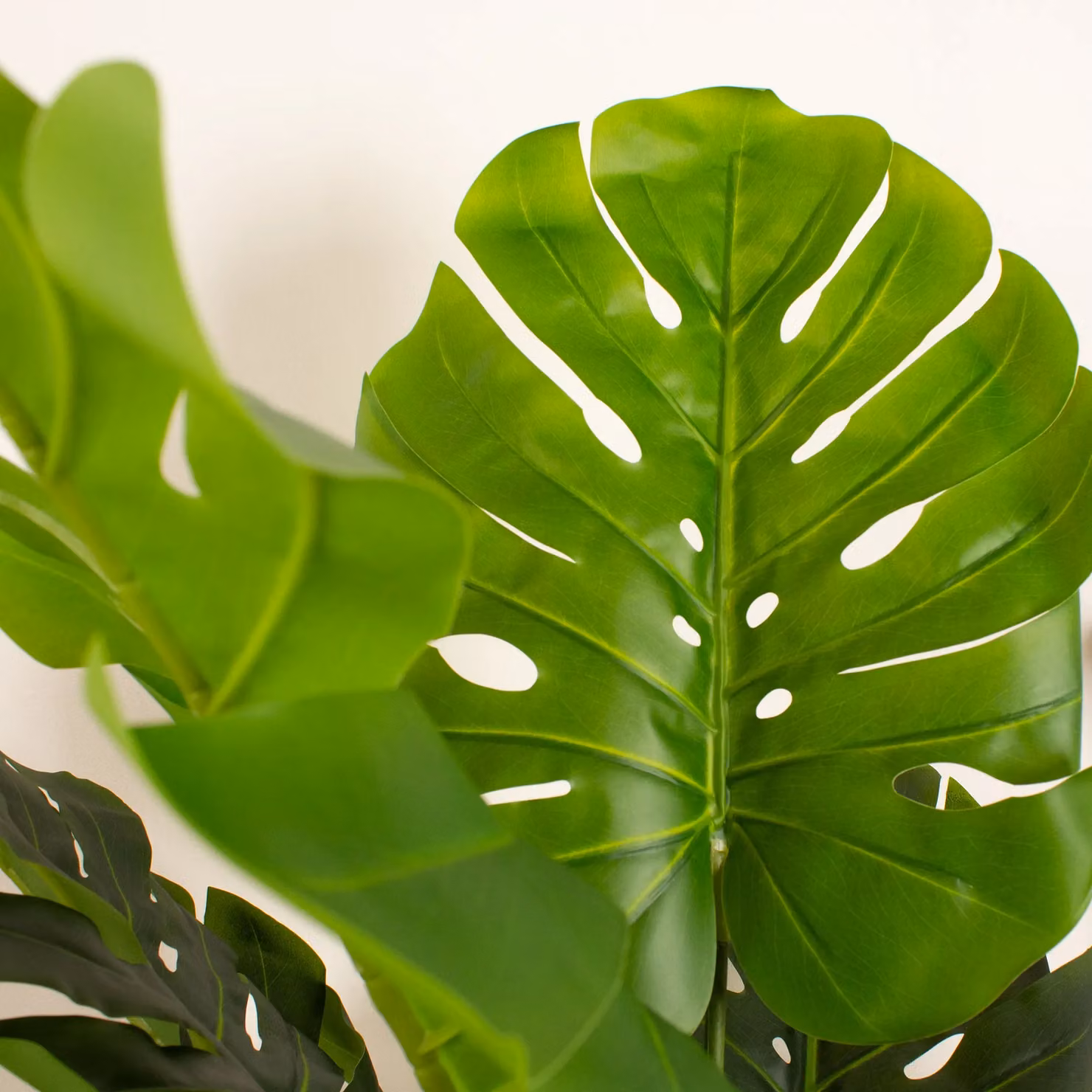 Scottish Everlastings Ltd Real Touch Monstera Cheese Plant, Green, Height: 120 cm – 3