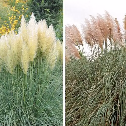 Thompson and Morgan Cortaderia selloana Duo Pampas Grass Collection, White and Rosea, 2 x 9cm Potted Perennial Plants