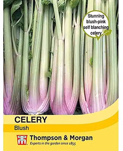 Thompson and Morgan Celery Blush Self Branching Vegetable Seeds, 200 Seeds, Pink – 3