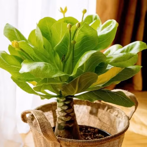 Thompson & Morgan Brighamia insignis Hawaiian Palm Houseplant with Fragrant Yellow Flowers, Pack of 2, 12cm Pot – 2