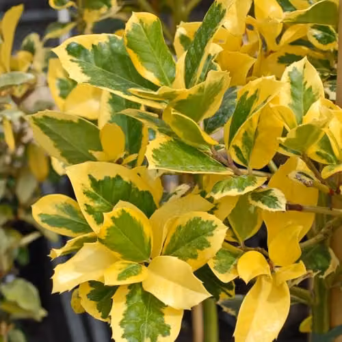 Thompson & Morgan Ilex altaclerensis Golden King Holly Tree, Female Evergreen Ornamental Shrub with Golden Variegated Leaves and Winter Berries, 35 Litre Pot