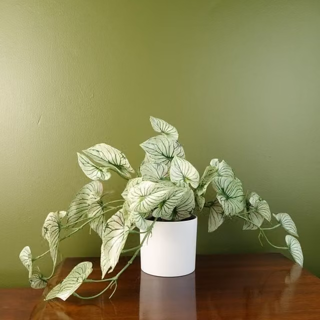 Realistic Variegated Potted Alocasia Artificial Trailing Plant in Green and White
