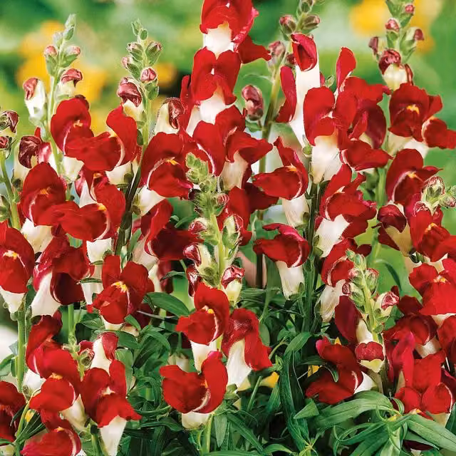 Unwins Antirrhinum Night and Day Flower Seeds, Green and Red