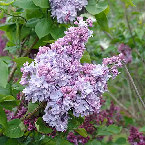 Thompson & Morgan Hardy Perennial Flowering Shrub Lilac Katherine Havemeyer, Purple/Blue, 1 x 12 Litre Pot – 3