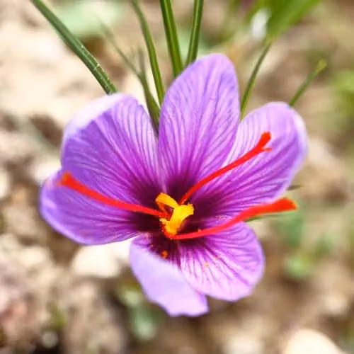 YouGarden Saffron Crocus Crocus sativus Bulbs, 40 Bulbs, Purple and Red Autumn Flowers – 3
