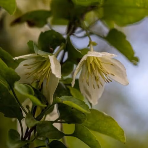 Thompson and Morgan Evergreen Clematis Jingle Bells Winter-Flowering Fragrant Climber Perennial in 3 Litre Pot