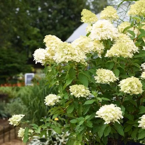 Thompson and Morgan Hydrangea paniculata Skyfall White Ornamental Shrub, 2 x 9cm Potted Plants – 2