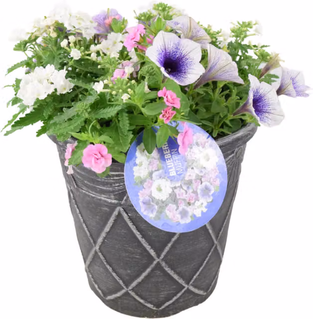 Plants by Post Blueberry Muffin Themed Potted Shrub in a Blue, Purple and Multicolour 23cm Pot