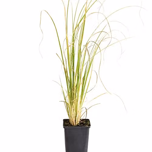 Thompson and Morgan White Cortaderia Selloana Pampas Grass, 1x 9cm Potted Plant – 2