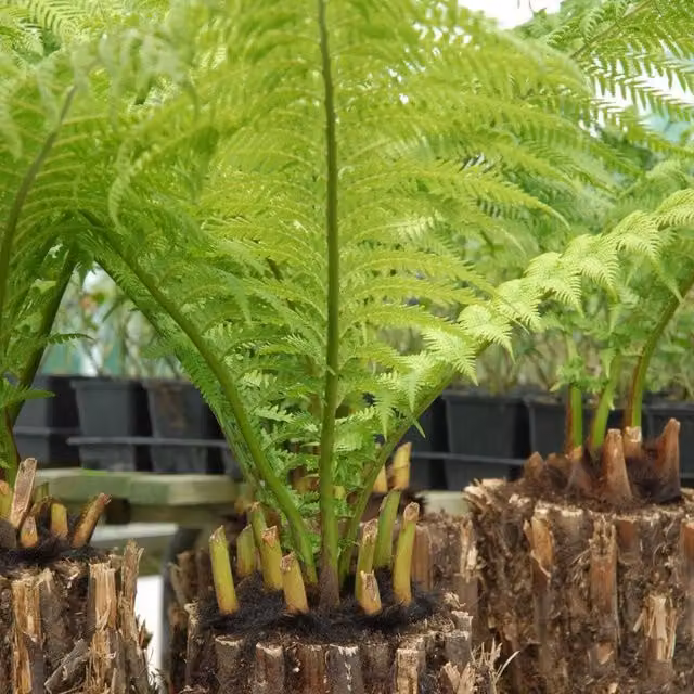 Thompson & Morgan Dicksonia Antarctica Australian Fern Tree Potted Plant, Green