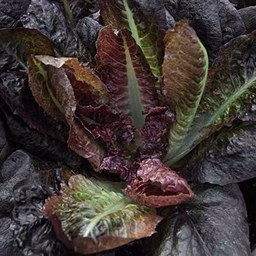Thompson and Morgan Lettuce Intred Romaine Cos Seeds, 200 Seeds – 1