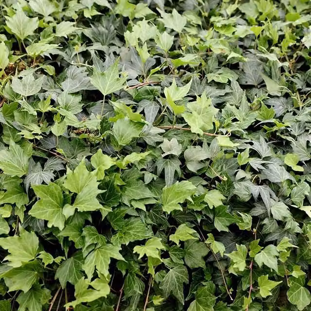 Plant Theory Hedera Helix Green Ripple Evergreen Climbing Vine Plant, Green