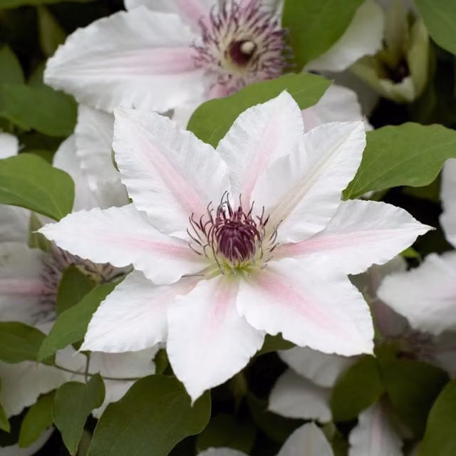 Plants By Post Clematis The Countess of Wessex Evipo073 Pink Perennial Climber