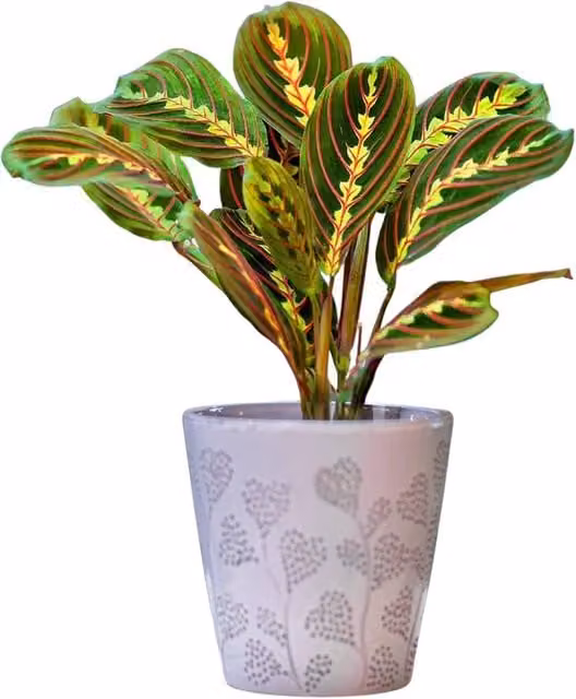 All Occasions Maranta Fascinator Prayer Plant, Green and Multicolour Indoor Houseplant in a Ceramic Pot