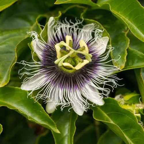 Thompson and Morgan Passiflora edulis Frederick Climbing Passion Flower with White and Purple Blooms, 2 x 9cm Pots