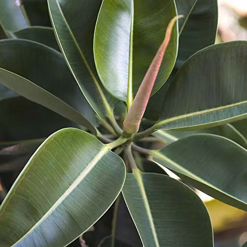 Thompson & Morgan 2 x Ficus Elastica Robusta Indoor Indian Rubber Plant Trees in 12cm Pots – 2