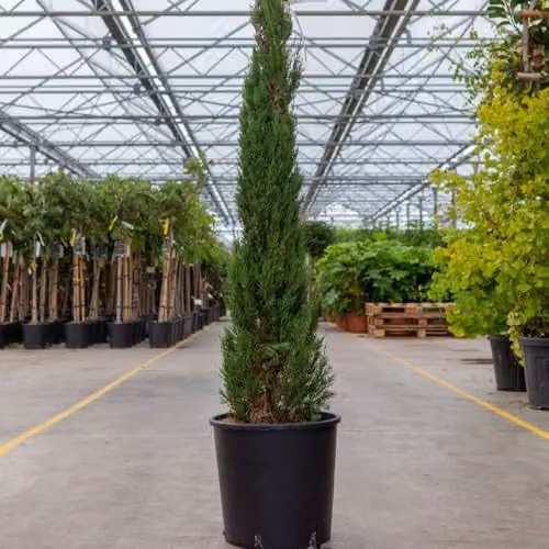 Thompson & Morgan Cupressus Sempervirens Pyramidalis Italian Cypress Tree, Green, 18 Litre Pot