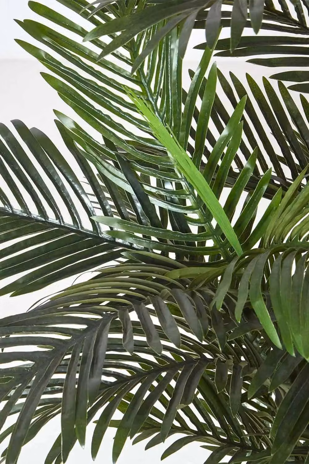 Homescapes Areca Palm Tree in Green Pot, Height: 120 cm – 3