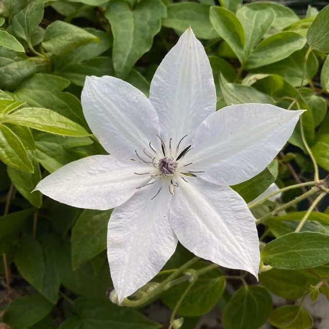 Plants By Post Clematis Tsukiko Evipo110 Purple Perennial Climber