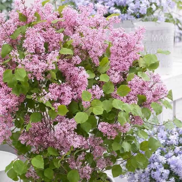 Marshalls Syringa Flowerfesta Pink Dwarf Lilac Ornamental Shrub, Pink