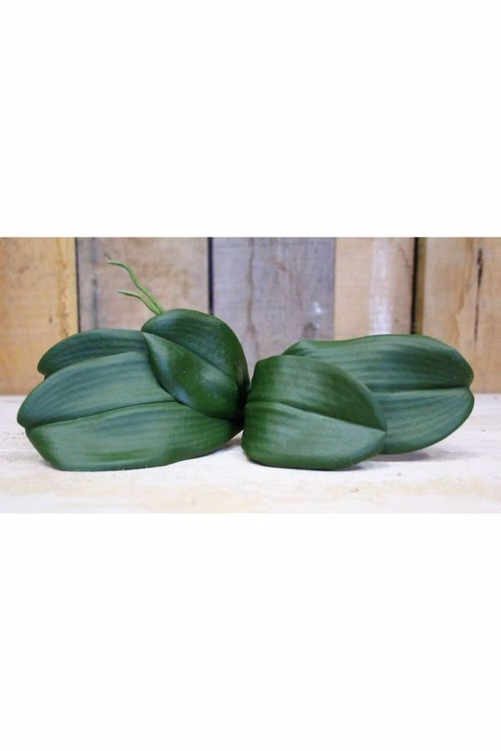 KDMD Phalaenopsis Green Leaves, 2 Pack – 2