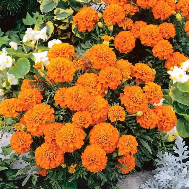 Unwins Orange Winner French Marigold Flower Seeds