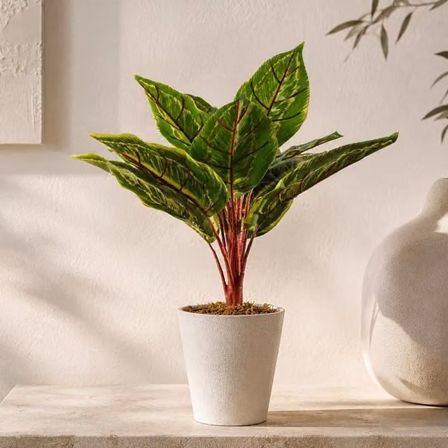Leaf UK Realistic Artificial Potted Calathea Veitchiane Plant in Green, Height: 38 cm – 1