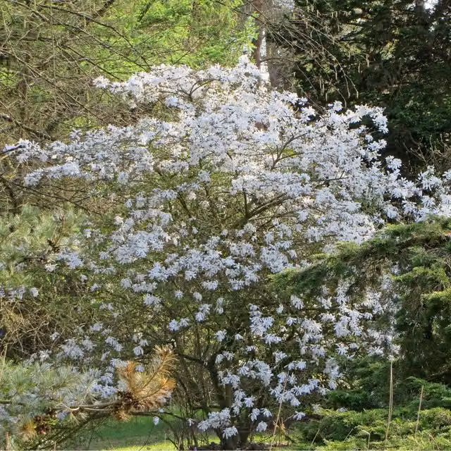 Marshalls Garden Magnolia Stellata Royal Star White Deciduous Spring Flowering Ornamental Tree