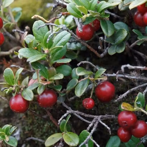 Thompson & Morgan Cranberry Pilgrim Evergreen Cascading Berry Shrub, 2 x 9cm Pots – 4