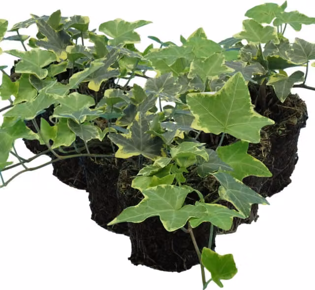Plants by Post Ivy Gold Hedera helix Vibrant Golden Variegated Evergreen Climber in 10.5cm Pots