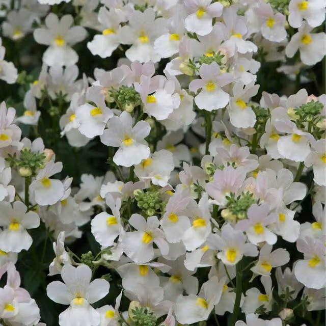 Plants By Post Nemesia Wisley Vanilla White Fragrant Summer Flowering Bedding Plants, Pack of 3, 9cm Pots