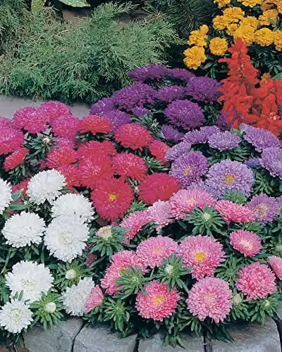 Johnsons Aster Multicolour Ornamental Flower Seeds – 3