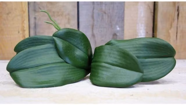 KDMD Phalaenopsis Green Leaves, 2 Pack