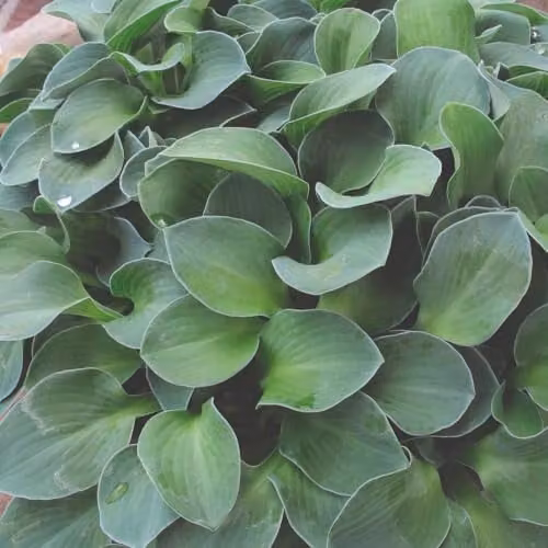 Thompson and Morgan Hosta Blue Mouse Ears Perennial Plant with Blue-Green Foliage and Purple Flowers, Pack of 6, 9cm Pot