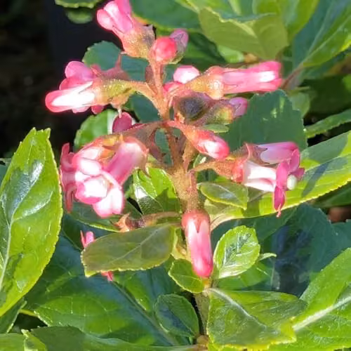 Thompson & Morgan Escallonia laevis Gold Ellen Hardy Evergreen Shrub with Variegated Gold Foliage and Pink Summer Flowers, 3 Litre